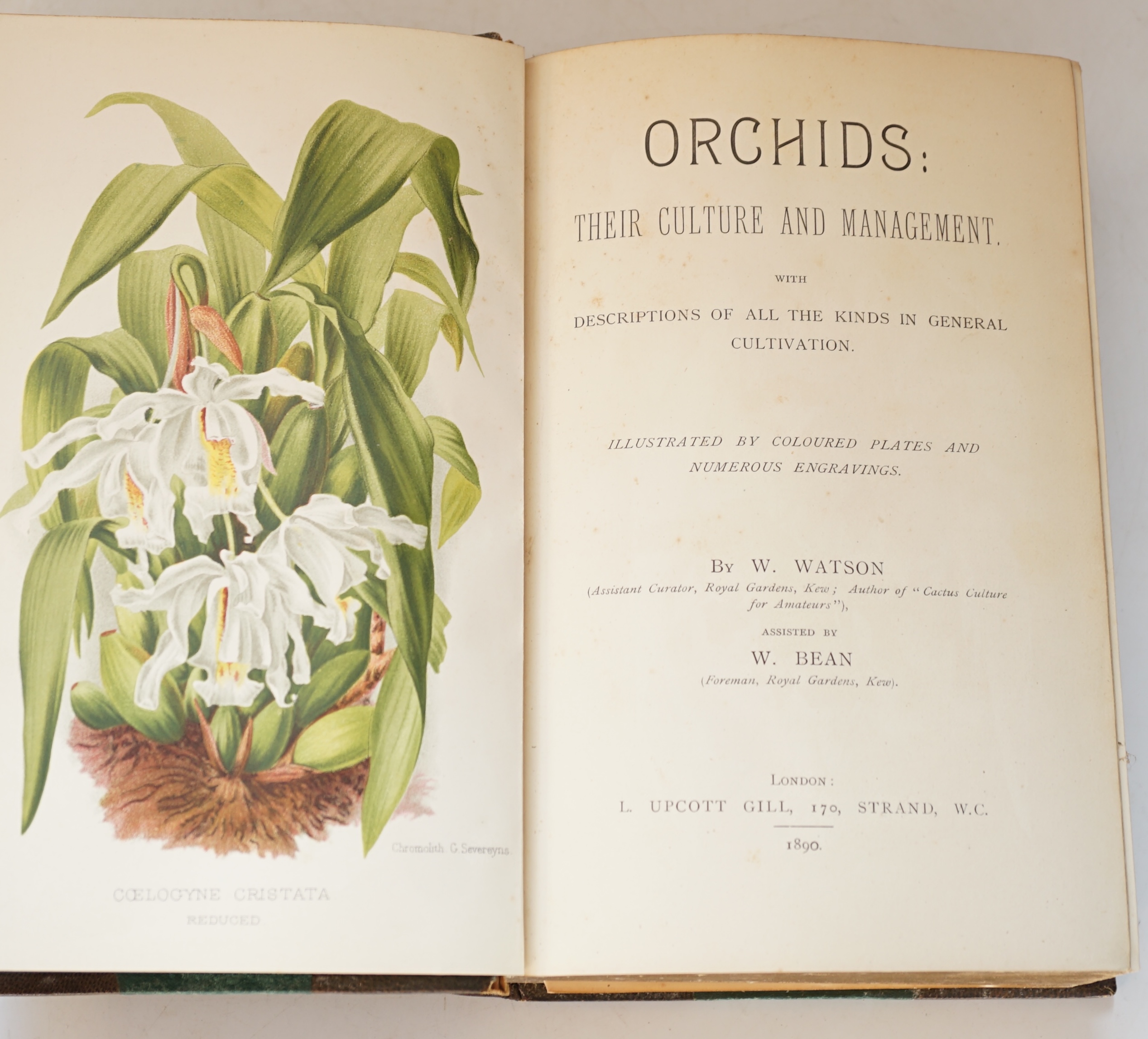 Watson, W and Bean, W - Orchids: Their Culture and Management, thick 8vo, half morocco, half title, with coloured and black and white plates, some coloured , L. Upcott Gill, London,1890.